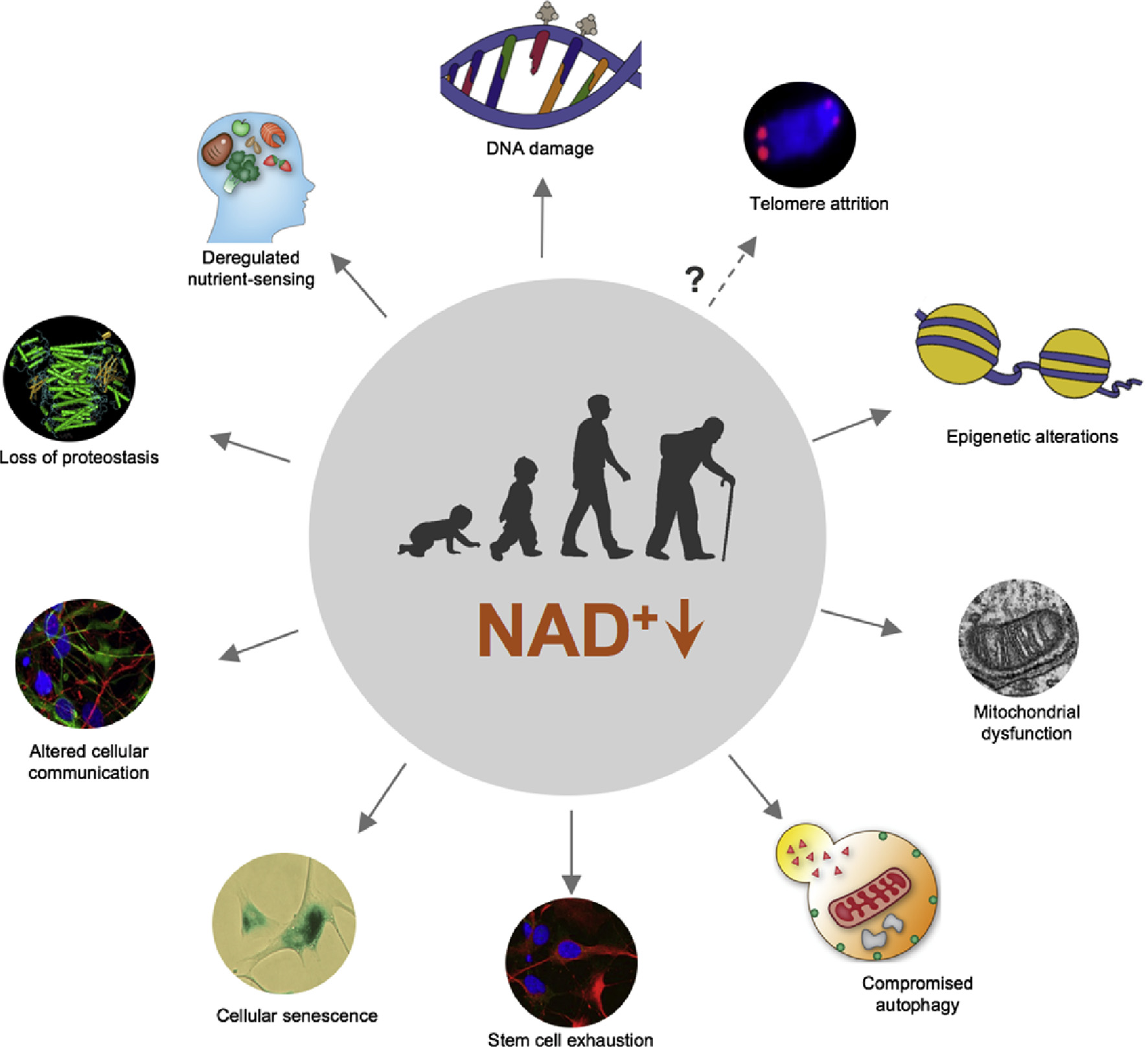 NAD+ Decline and Age-Related Biological Processes - Scientific diagram showing how NAD+ decline contributes to DNA damage, telomere attrition, mitochondrial dysfunction, cellular senescence, and other aging hallmarks
